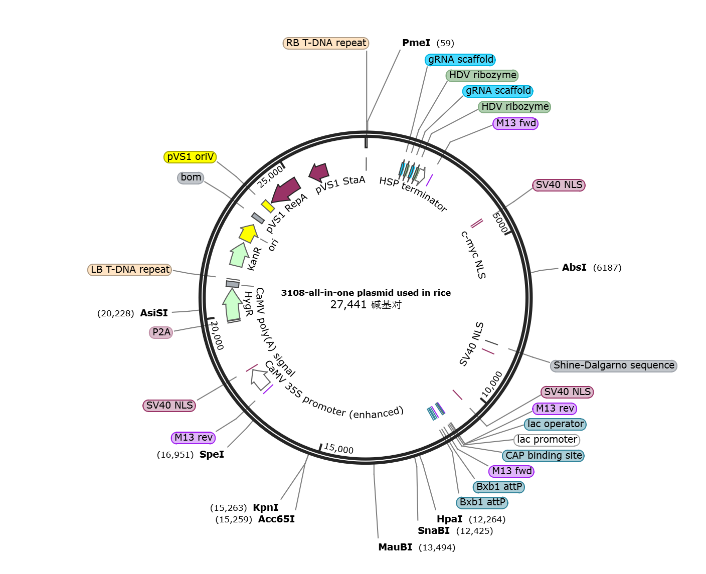 all-in-one plasmid used in rice载体图谱.png